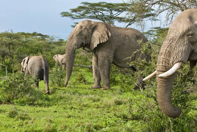 Your 3 Days tour is 2 nights/3 days. It offers one national park (Queen Elizabeth National Park) and two heritage sites (Tooro Palace and Amabere Caves).