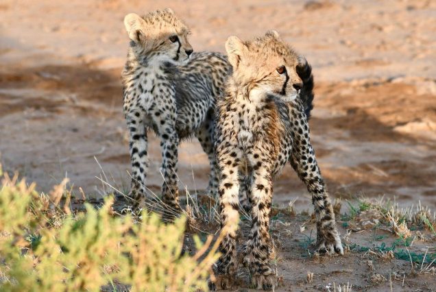 8 DAYS KENYAN EXCLUSIVE PROMOTIONAL SAFARI 2026